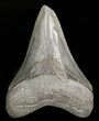 Grey, Fossil Megalodon Tooth - Georgia #46606-1